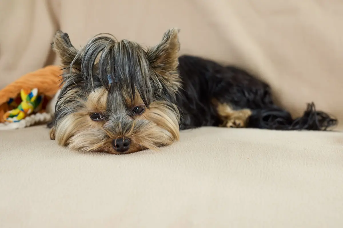 Little dog resting comfortably